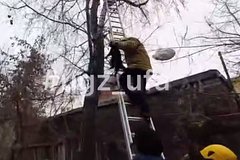 В России спасли просидевшую два дня на дереве кошку